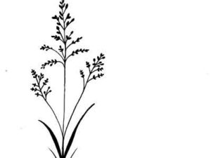 LAV197 Lavinia Stamps, Field grass