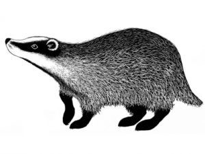 LAV438 Lavinia Stamps, Badger