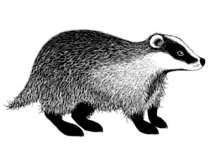 LAV443 Lavinia Stamps, Badger