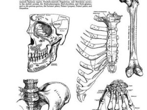 CMS411 Stampers Anonymous Tim Holtz Cling Stamp, Anatomy Chart