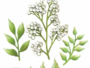 2118 Elizabeth Craft Design Die, Paper Flowers, Floral Greenery 2