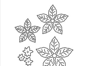 SBD597 Simple and Basic die, Poinsettia - Julestjerne
